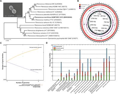 Genomic Insights of Halophilic Planococcus maritimus SAMP MCC 3013 and Detail Investigation of Its Biosurfactant Production